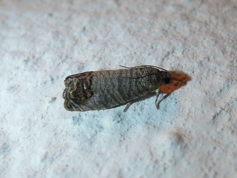 Cydia pomonella  (tortricidae)